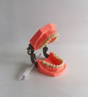 Os dentes dentais plásticos de escovadela coloridos modelam Removable