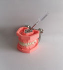 Os dentes dentais plásticos de escovadela coloridos modelam Removable